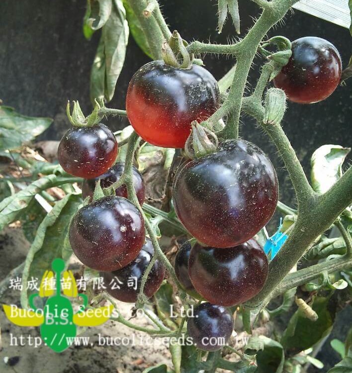 Tomato 56 - Tomato 56 (1)